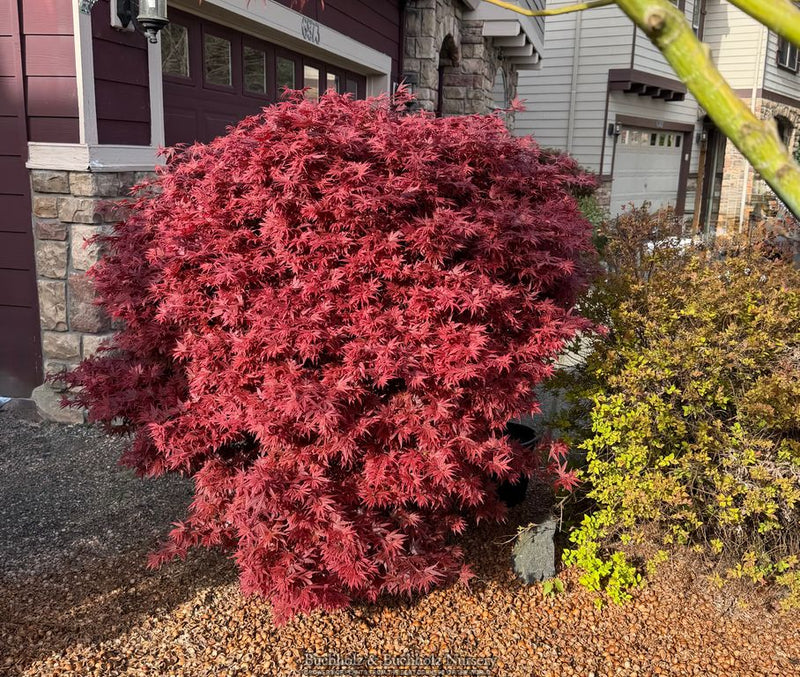 Acer palmatum 'Aratama' Dwarf Japanese Maple