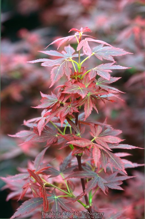 Acer palmatum 'Aratama' Dwarf Japanese Maple