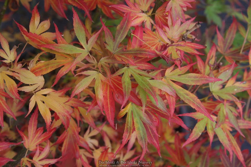 Acer palmatum 'Aratama' Dwarf Japanese Maple