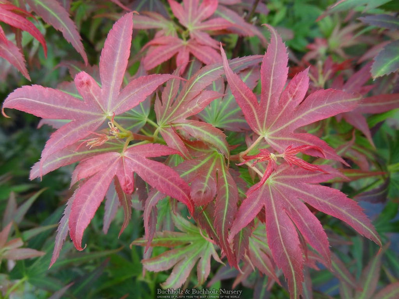 Acer palmatum 'Aratama' Dwarf Japanese Maple