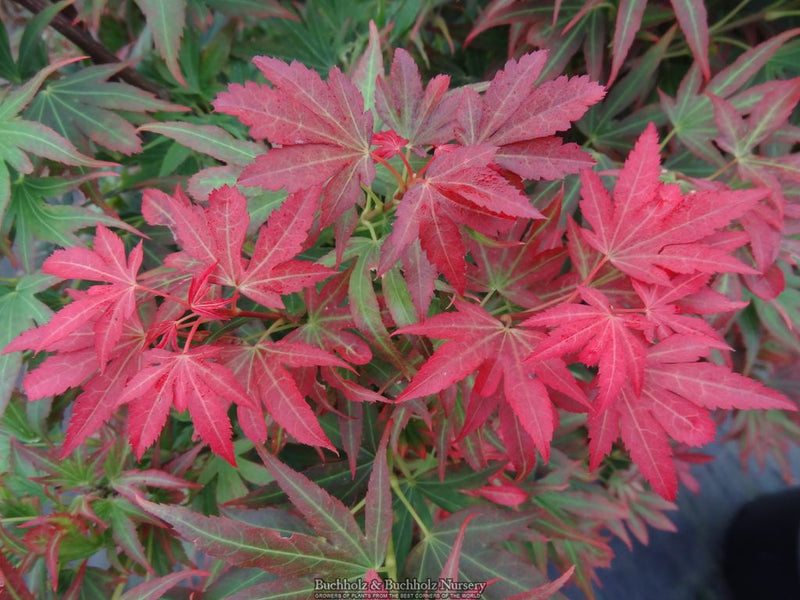 Acer palmatum 'Aratama' Dwarf Japanese Maple