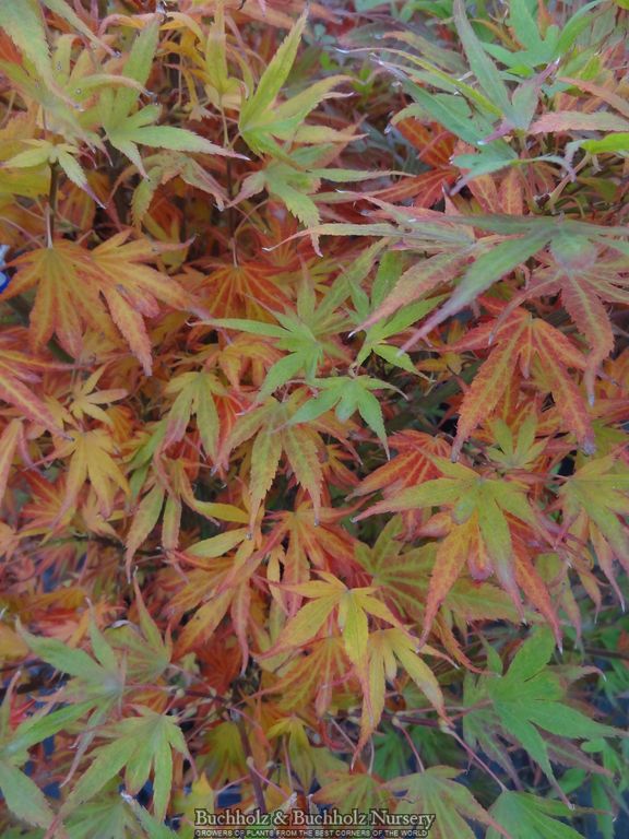 Acer palmatum 'Aratama' Dwarf Japanese Maple