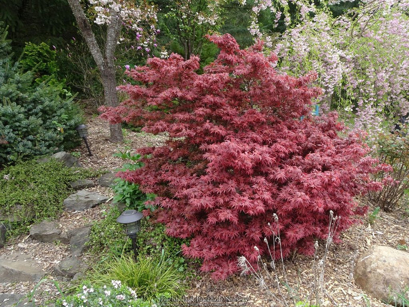 Acer palmatum 'Aratama' Dwarf Japanese Maple