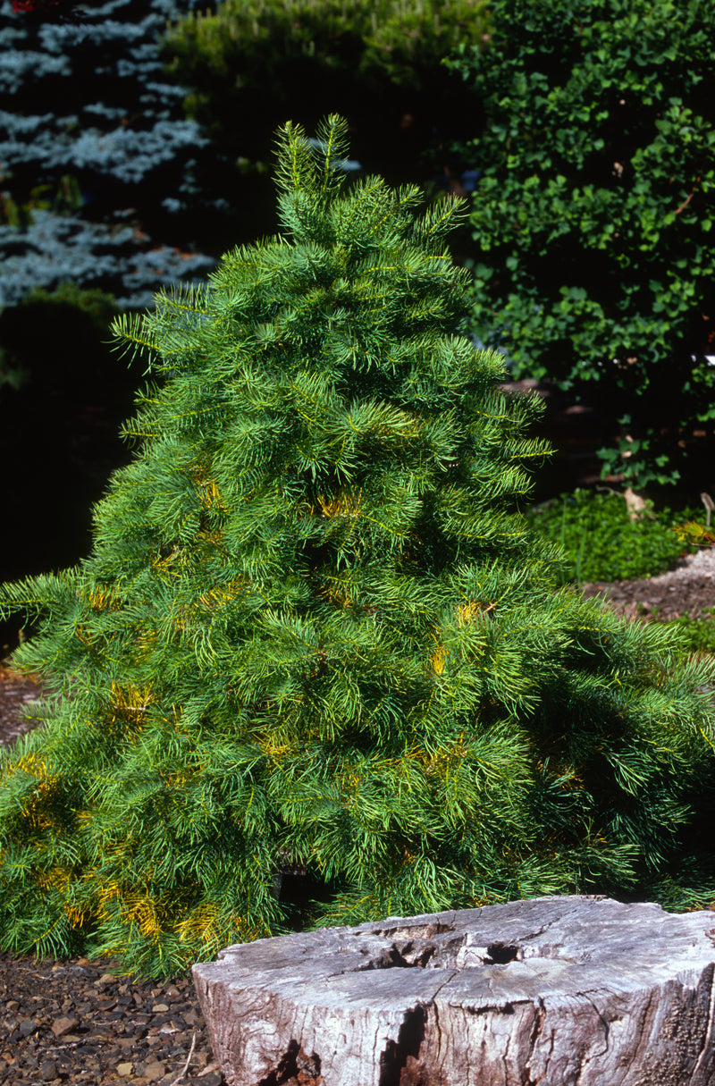 Abies concolor 'Wintergold' Golden White Fir