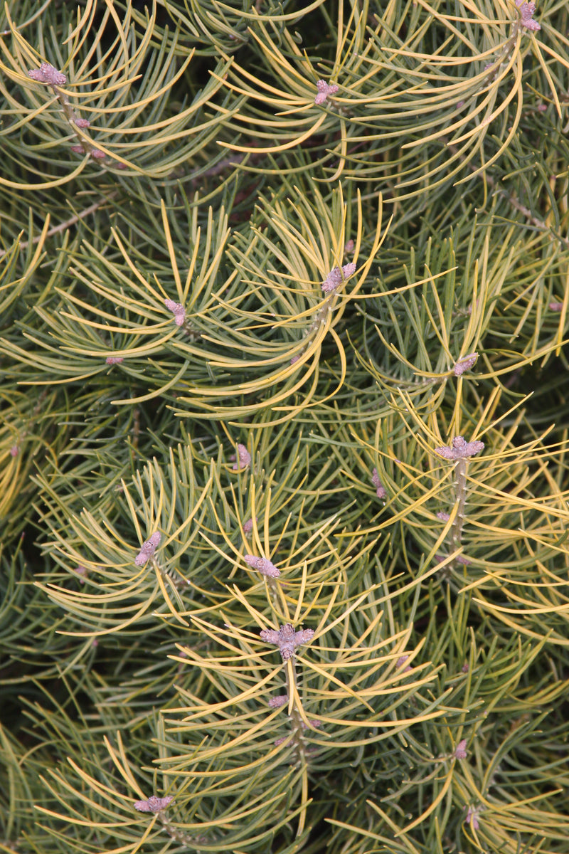Abies concolor 'Wintergold' Golden White Fir