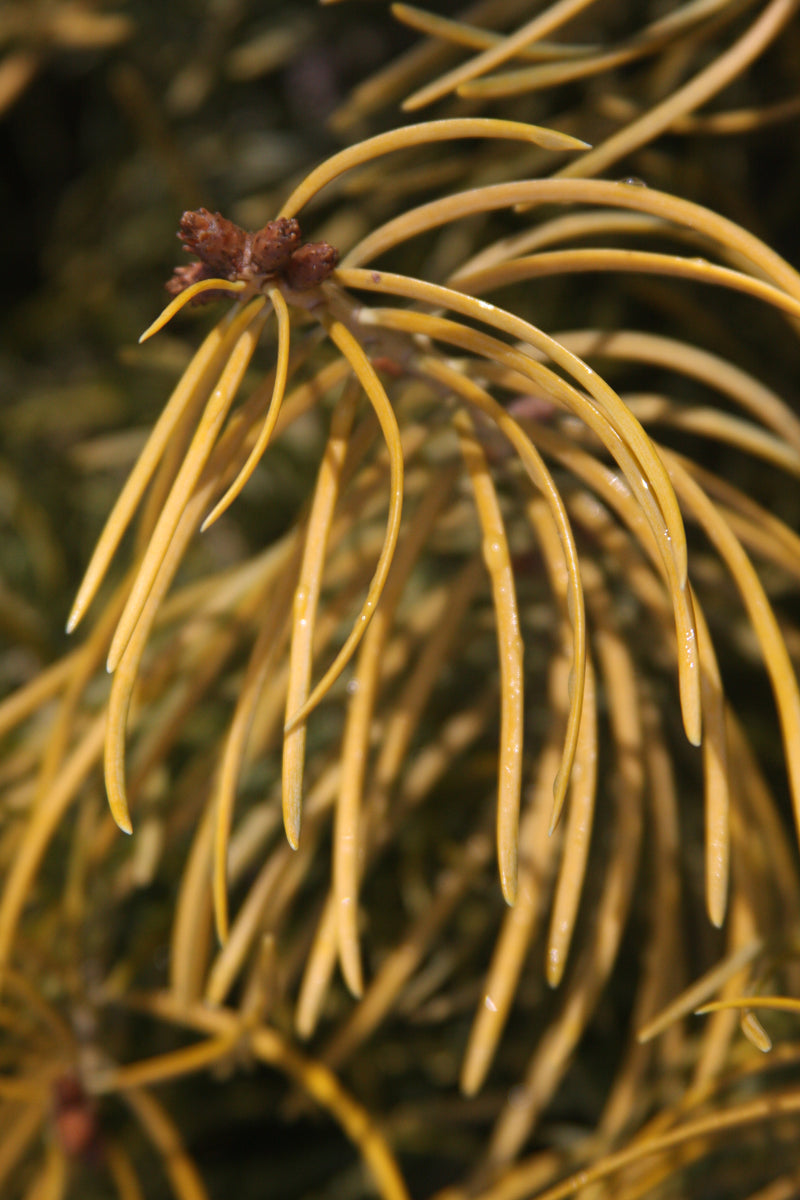 Abies concolor 'Wintergold' Golden White Fir