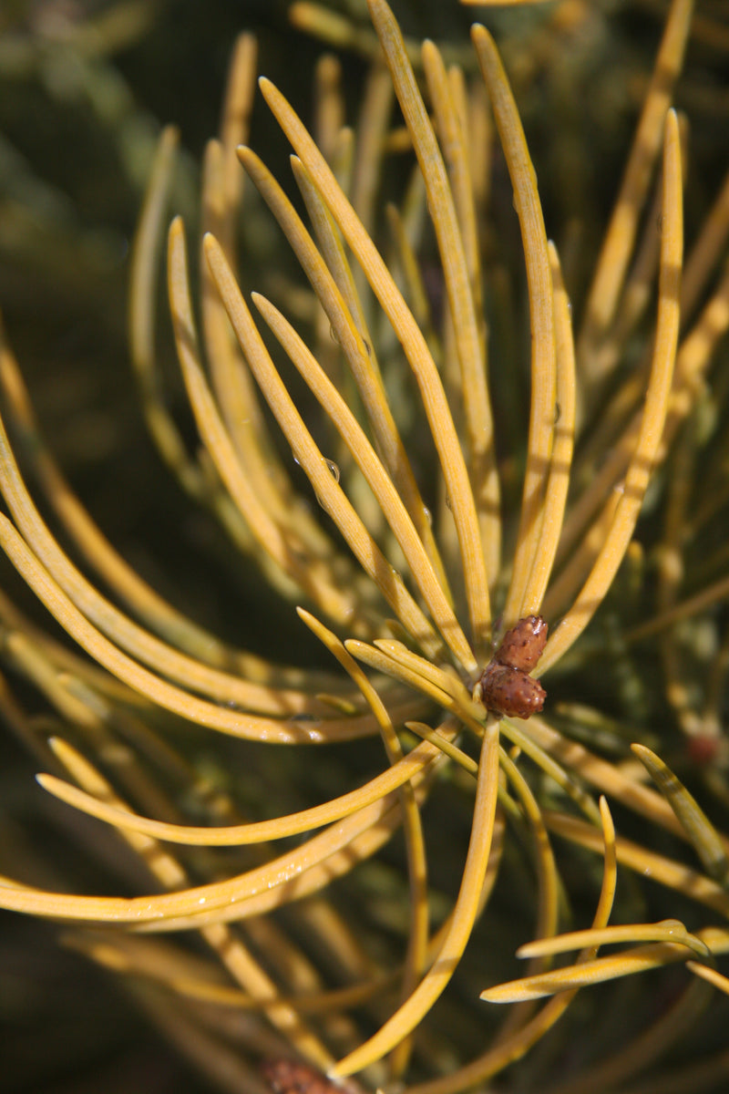 Abies concolor 'Wintergold' Golden White Fir