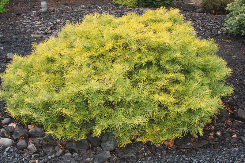 Abies concolor 'Wintergold' Golden White Fir