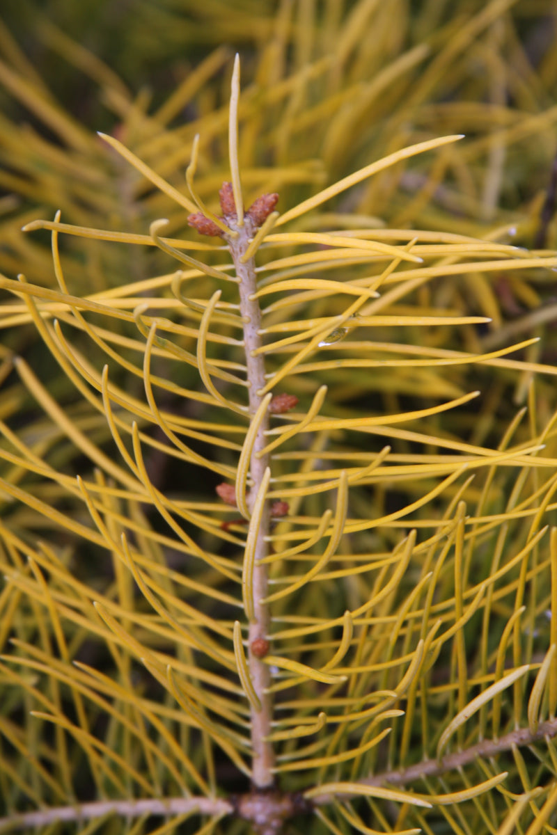 Abies concolor 'Wintergold' Golden White Fir