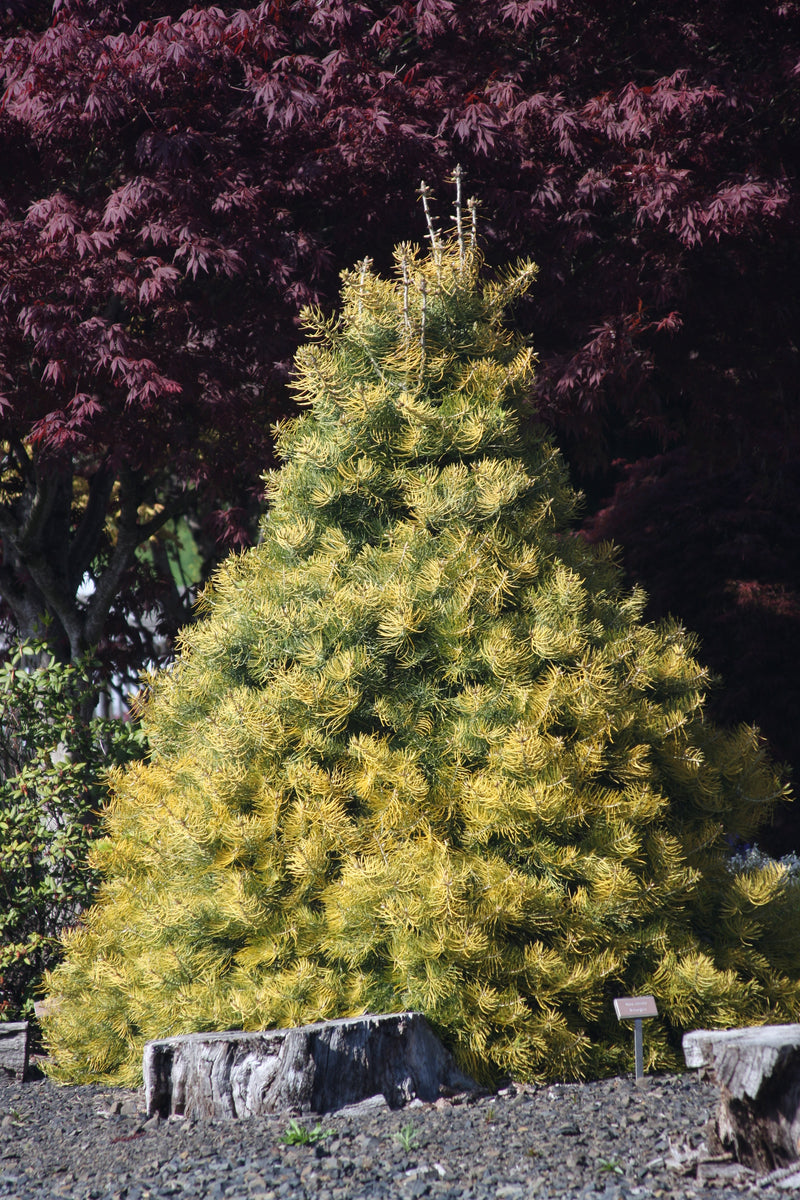 Abies concolor 'Wintergold' Golden White Fir
