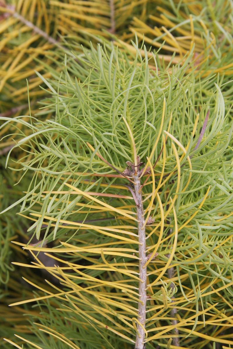 Abies concolor 'Wintergold' Golden White Fir