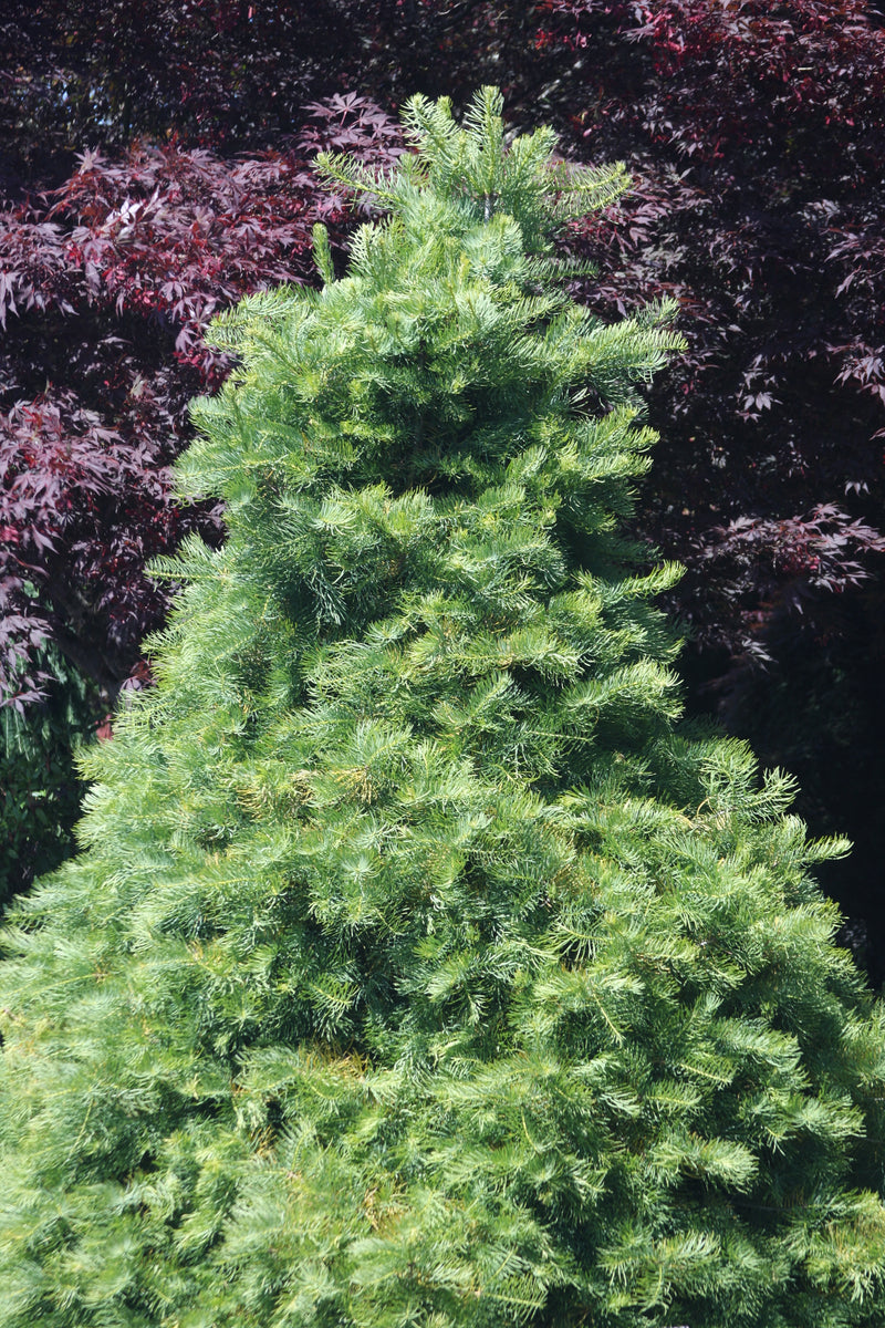 Abies concolor 'Wintergold' Golden White Fir
