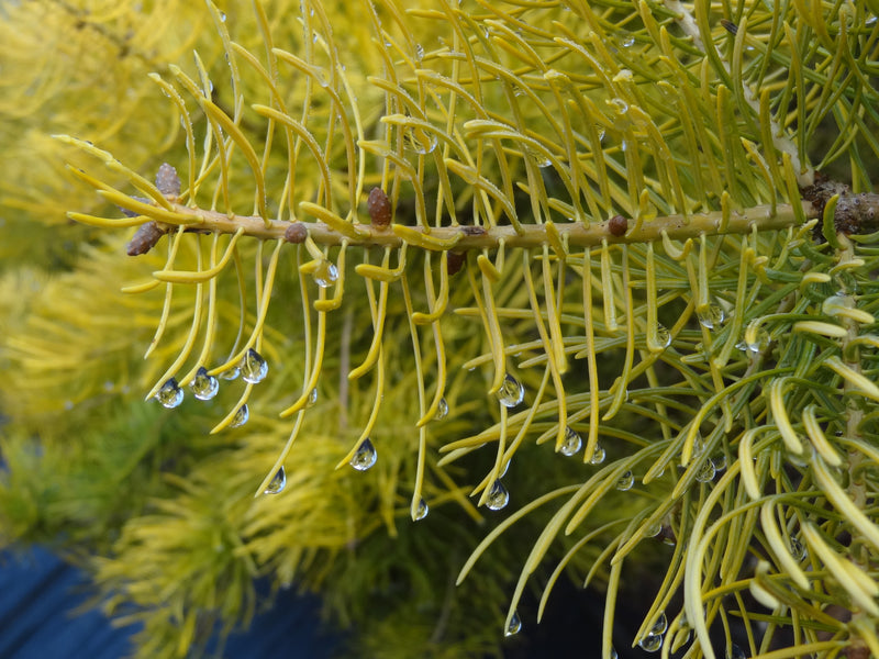 Abies concolor 'Wintergold' Golden White Fir