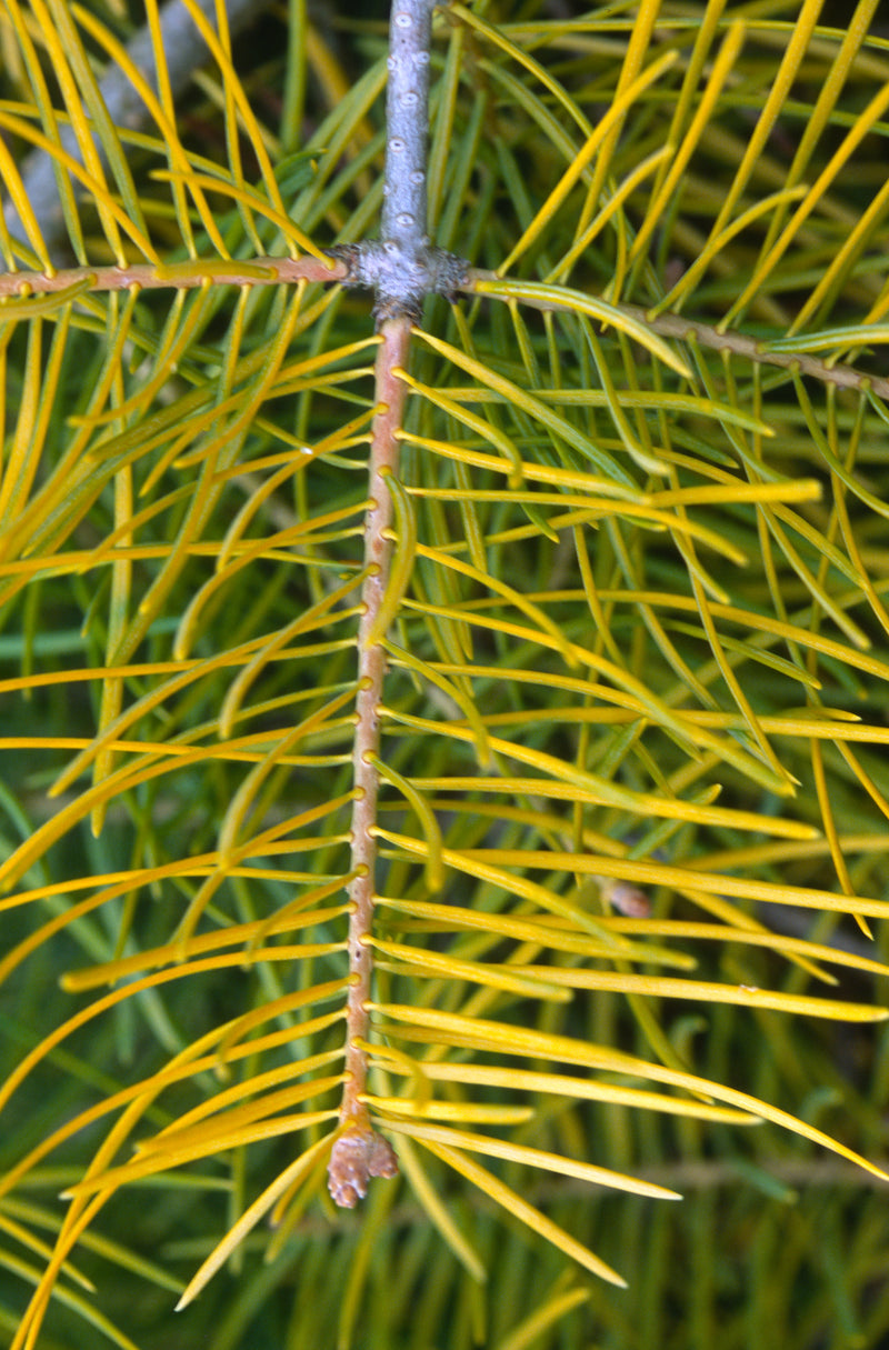 Abies concolor 'Wintergold' Golden White Fir
