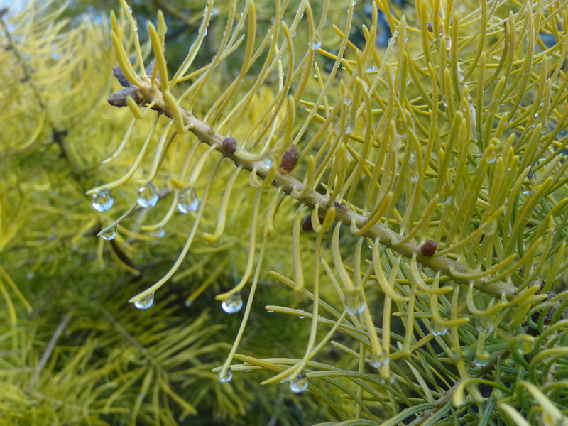 Abies concolor 'Wintergold' Golden White Fir