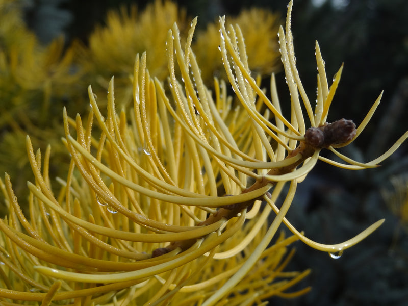 Abies concolor 'Wintergold' Golden White Fir