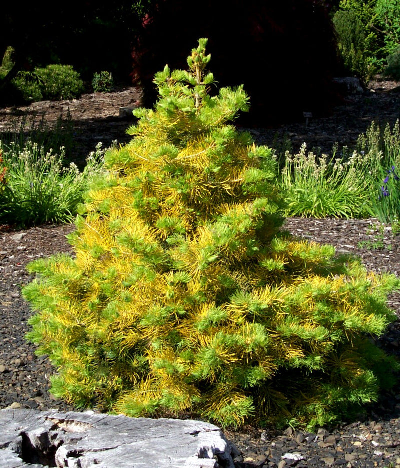 Abies concolor 'Wintergold' Golden White Fir
