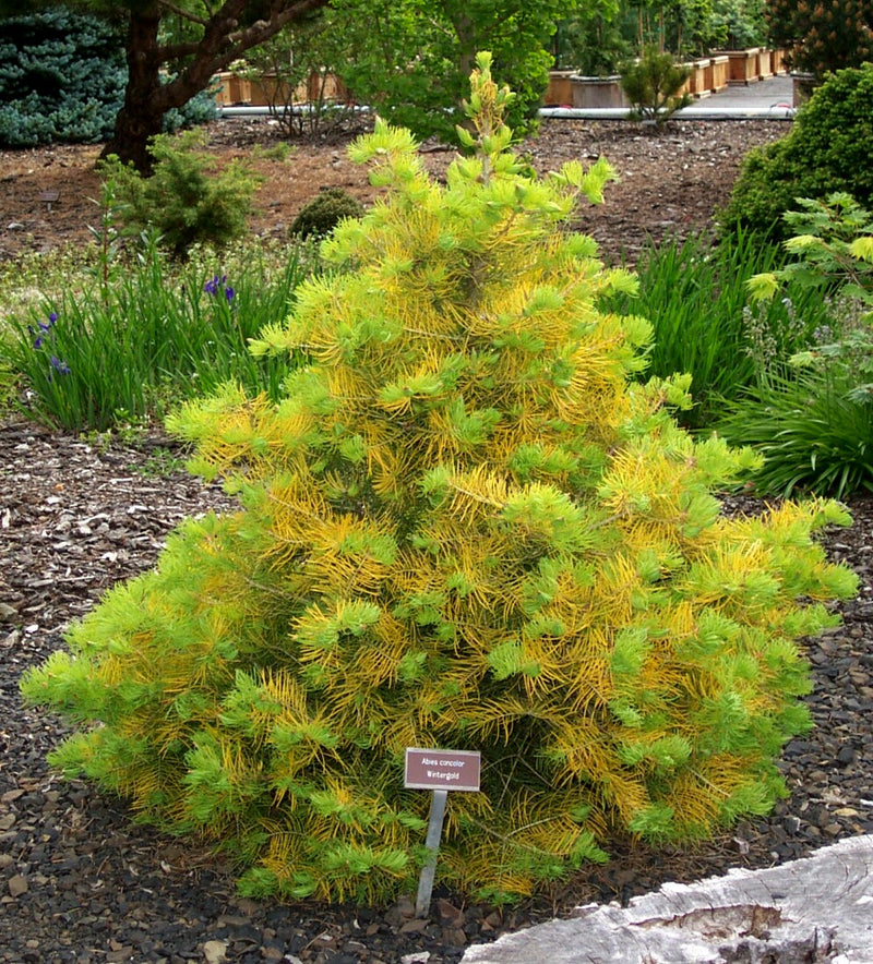 Abies concolor 'Wintergold' Golden White Fir