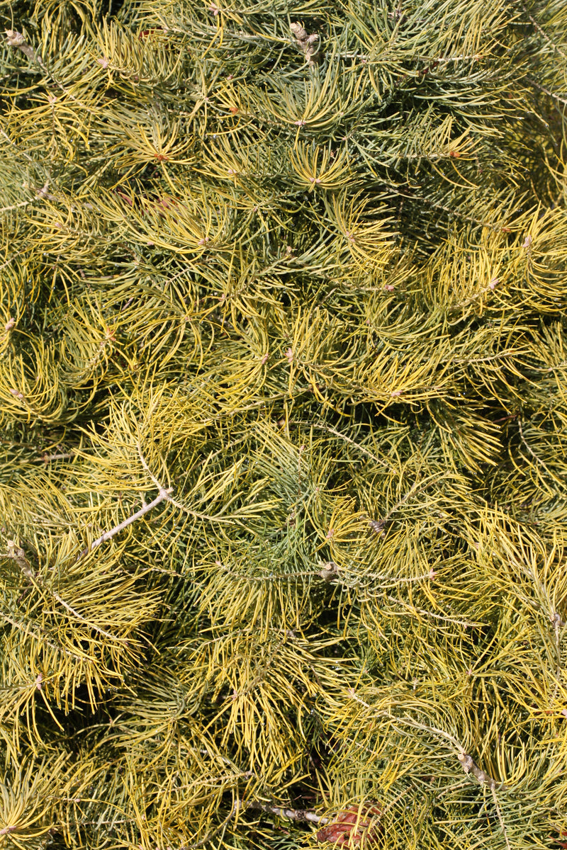 Abies concolor 'Wintergold' Golden White Fir