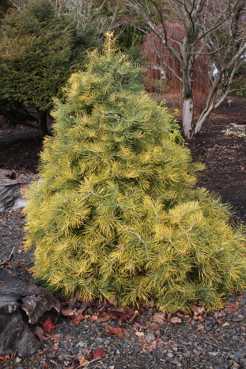 Abies concolor 'Wintergold' Golden White Fir
