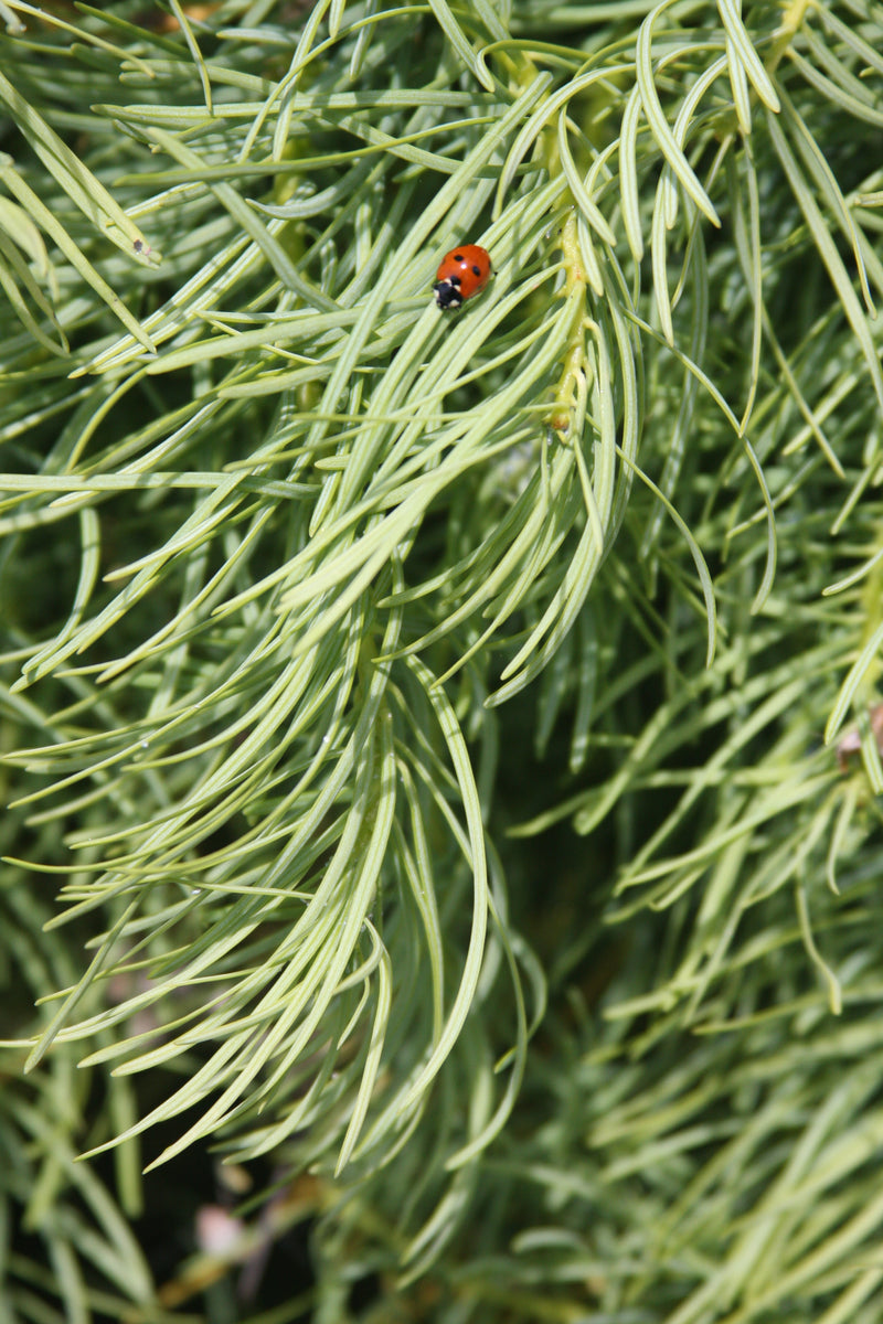 Abies concolor 'Wintergold' Golden White Fir