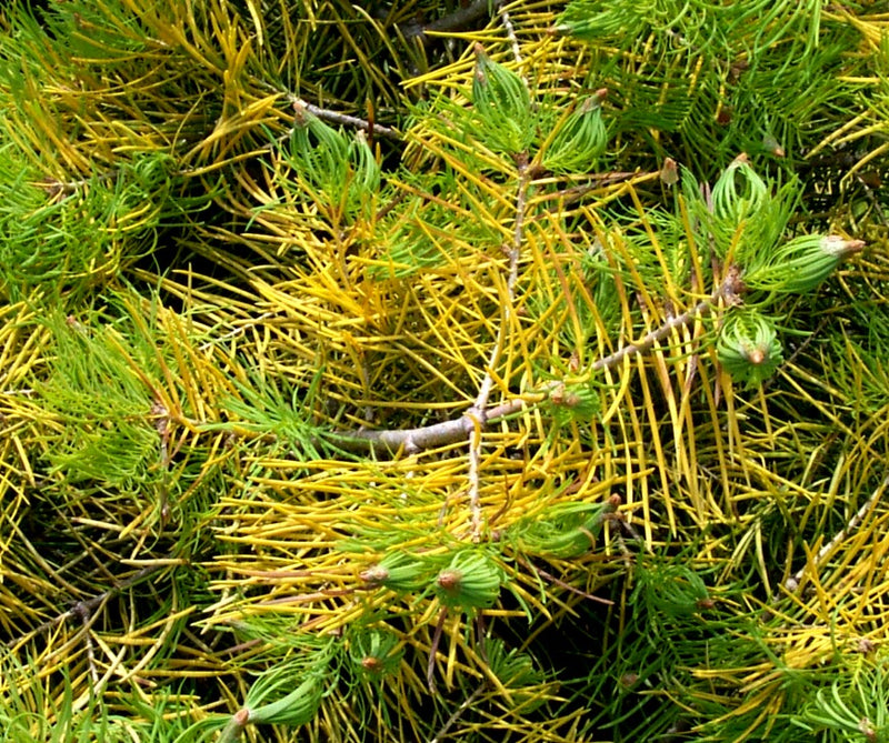 Abies concolor 'Wintergold' Golden White Fir