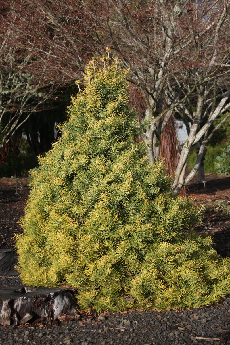 Abies concolor 'Wintergold' Golden White Fir