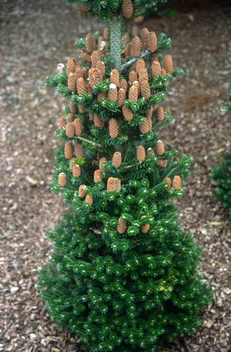 Abies koreana 'Gait' Korean Fir Grafted on Abie firma
