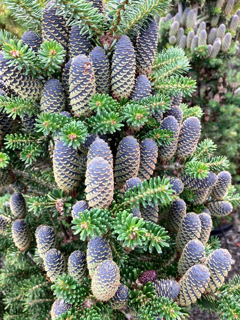 Abies koreana 'Gait' Korean Fir Grafted on Abie firma