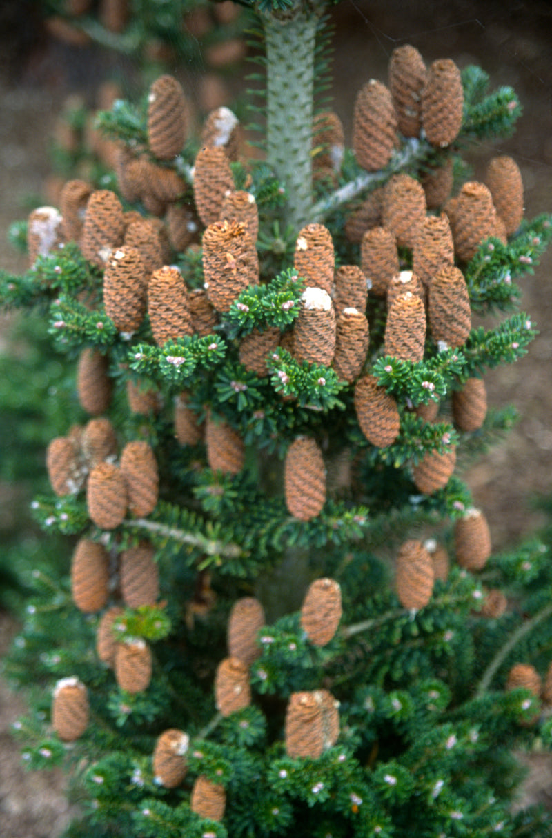 Abies koreana 'Gait' Korean Fir Grafted on Abie firma