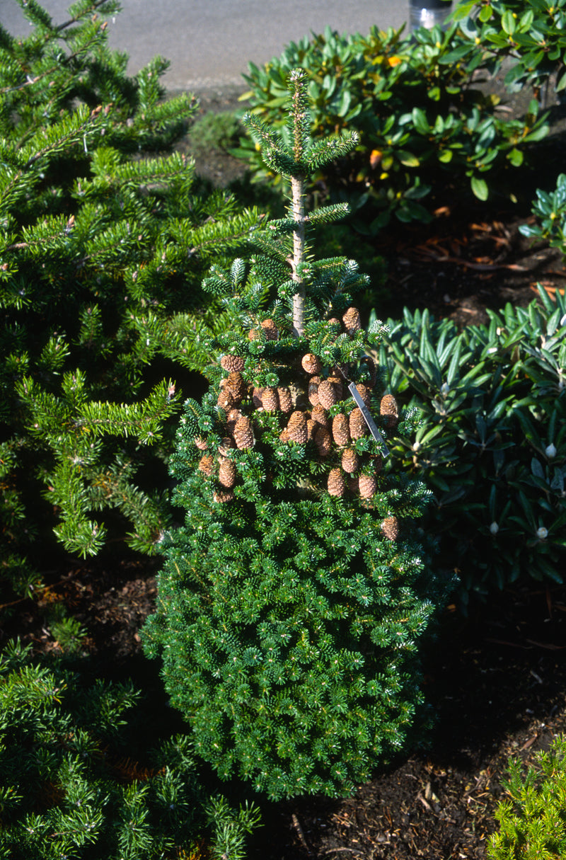 Abies koreana 'Gait' Korean Fir Grafted on Abie firma