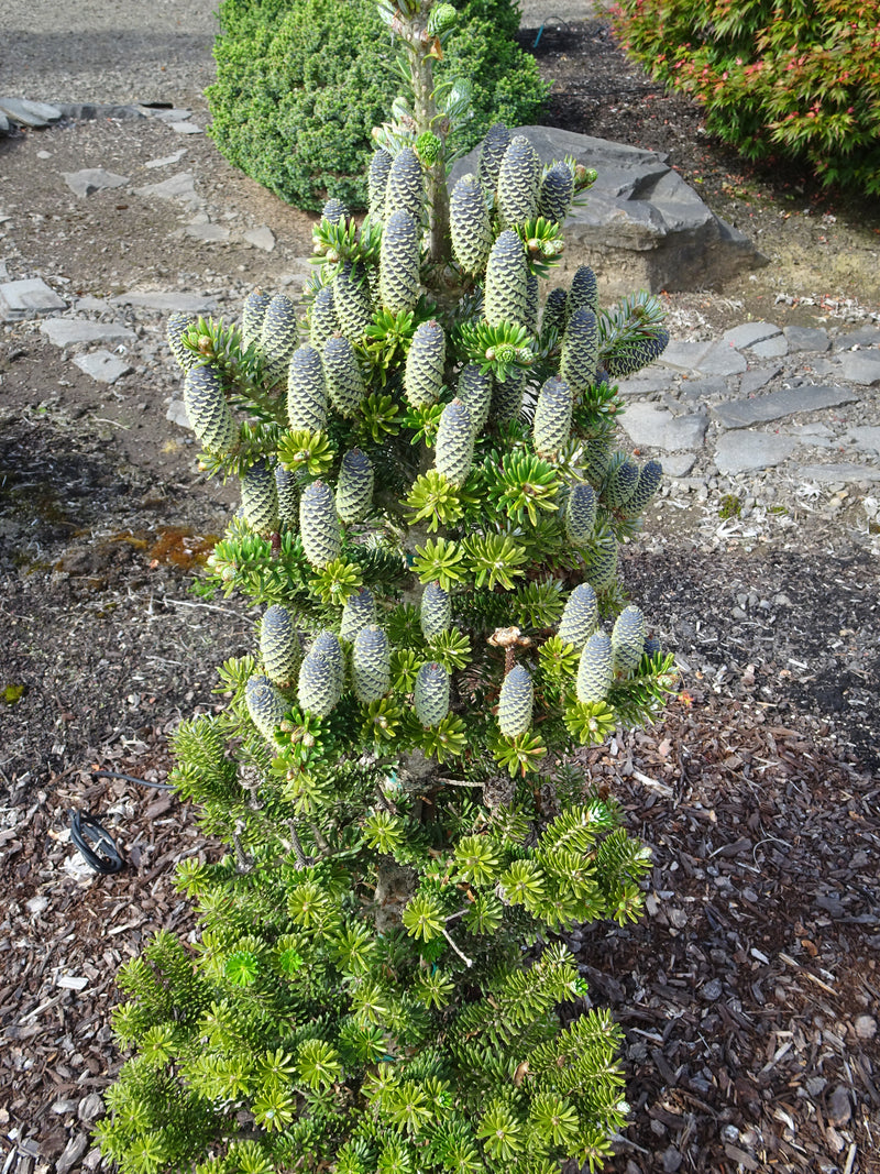 Abies koreana 'Gait' Korean Fir Grafted on Abie firma