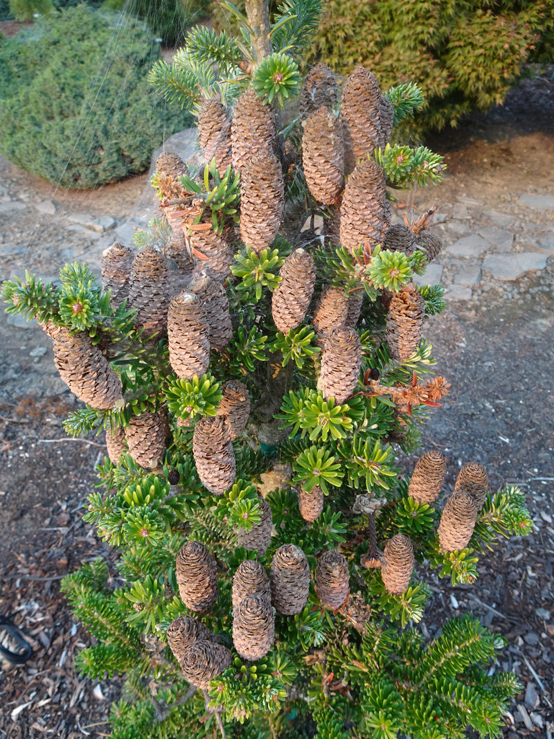 Abies koreana 'Gait' Korean Fir Grafted on Abie firma