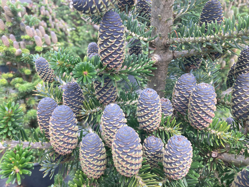 Abies koreana 'Gait' Korean Fir Grafted on Abie firma