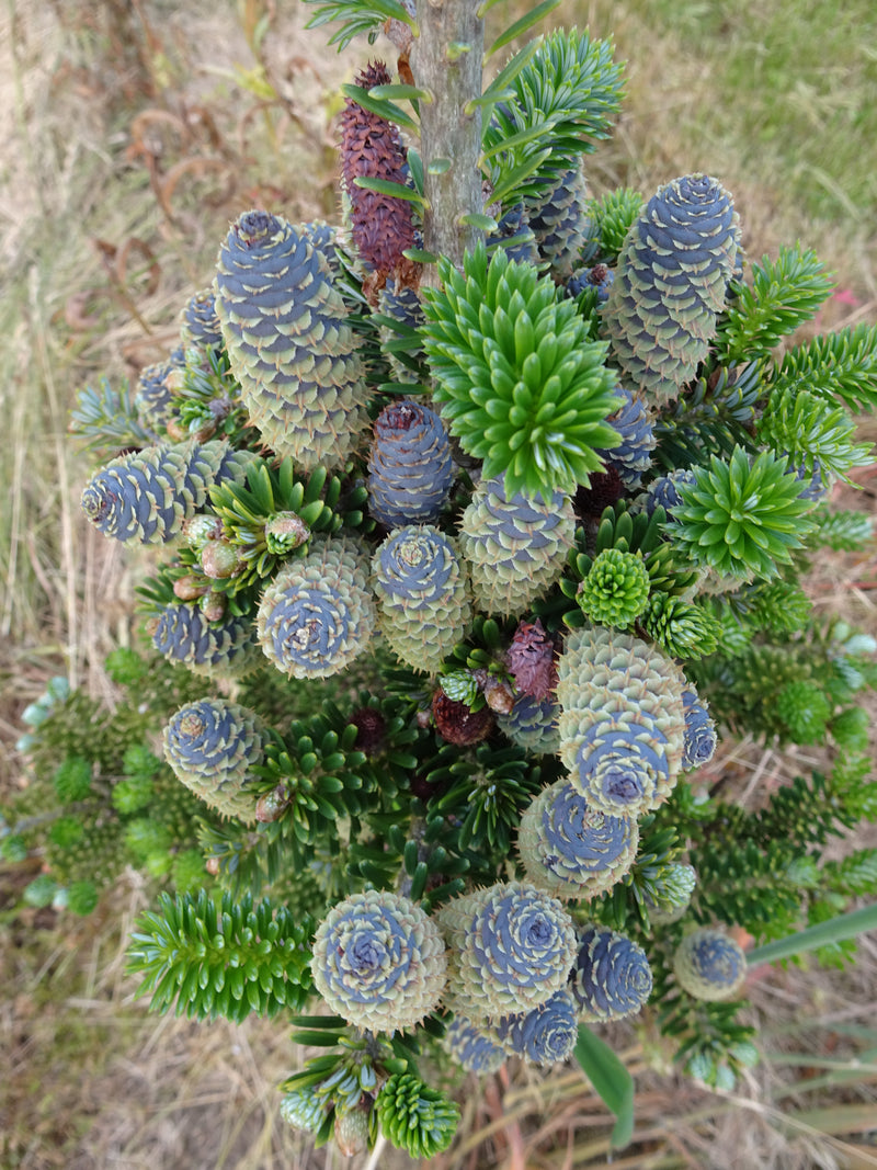 Abies koreana 'Gait' Korean Fir Grafted on Abie firma