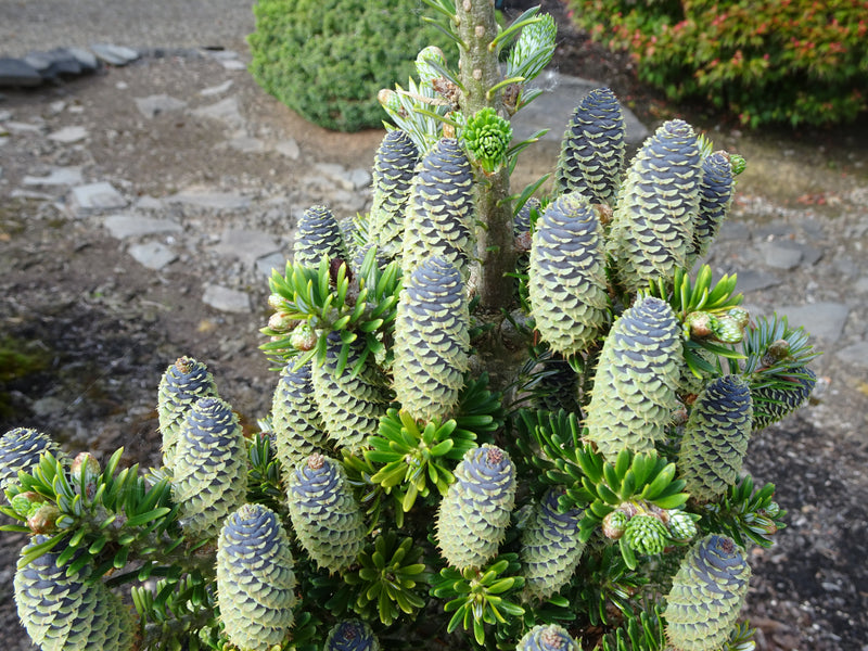 Abies koreana 'Gait' Korean Fir Grafted on Abie firma
