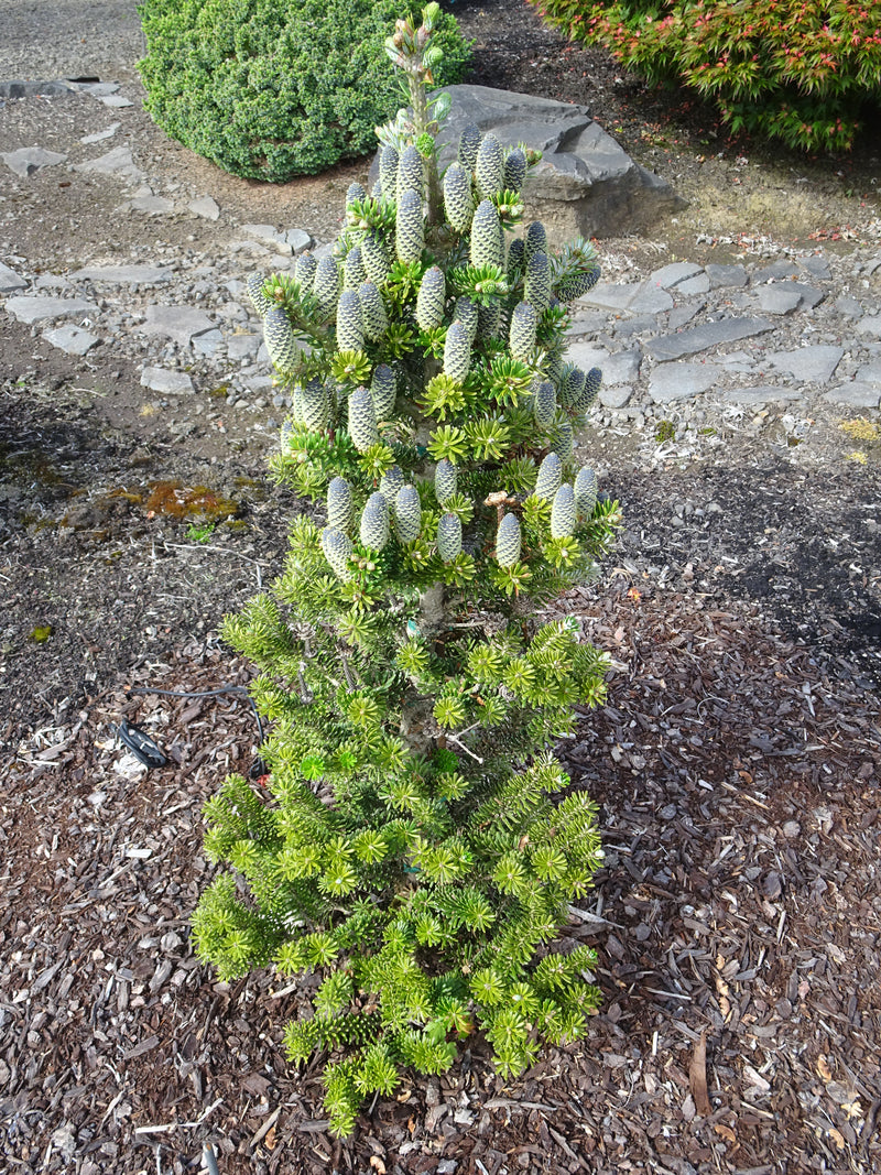 Abies koreana 'Gait' Korean Fir Grafted on Abie firma