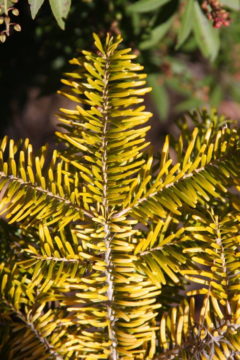 Abies nordmaniana 'Golden Spreader' Golden Nordmann Fir