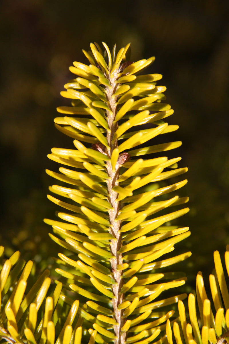 Abies nordmaniana 'Golden Spreader' Golden Nordmann Fir
