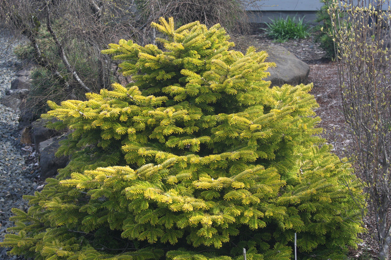 Abies nordmaniana 'Golden Spreader' Golden Nordmann Fir