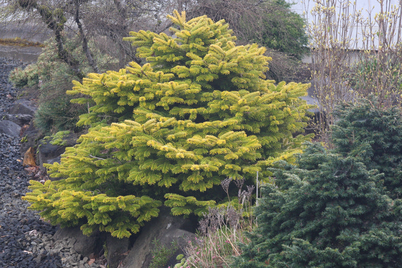 Abies nordmaniana 'Golden Spreader' Golden Nordmann Fir