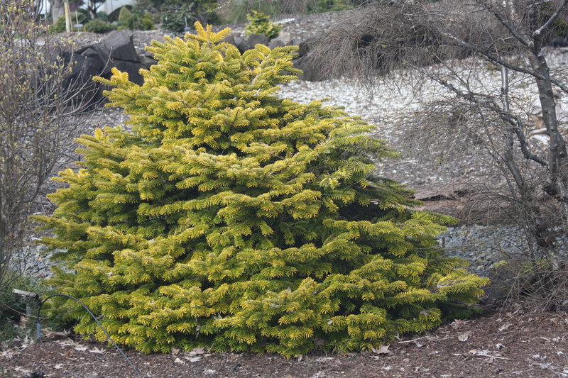 Abies nordmaniana 'Golden Spreader' Golden Nordmann Fir