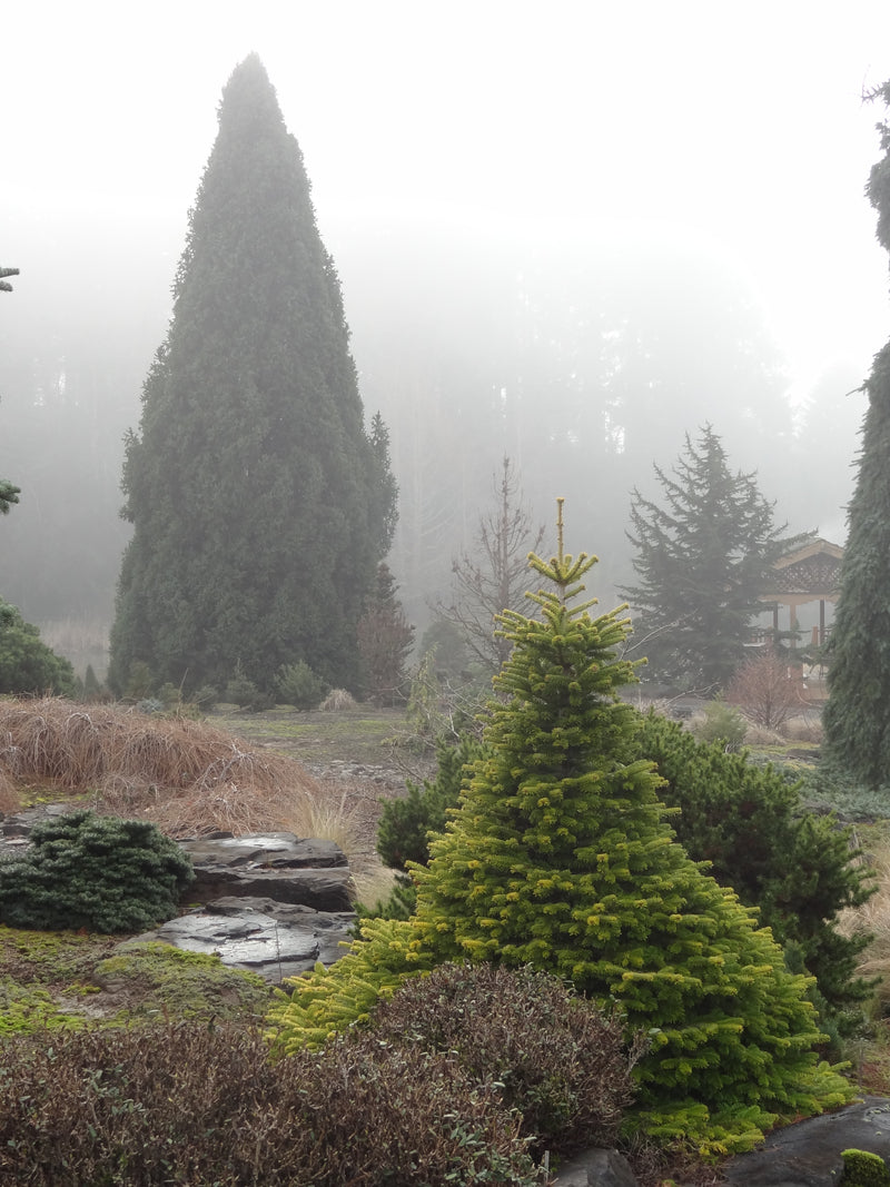 Abies nordmaniana 'Golden Spreader' Golden Nordmann Fir