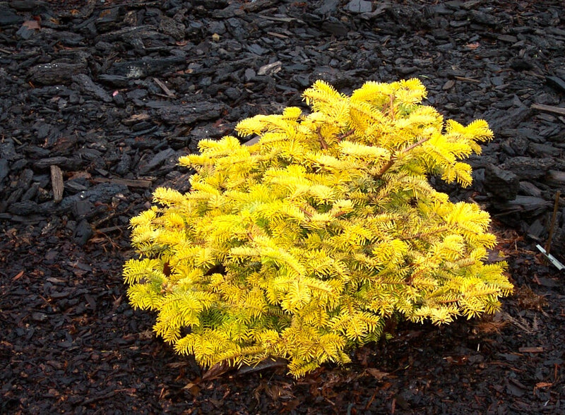 Abies nordmaniana 'Golden Spreader' Golden Nordmann Fir