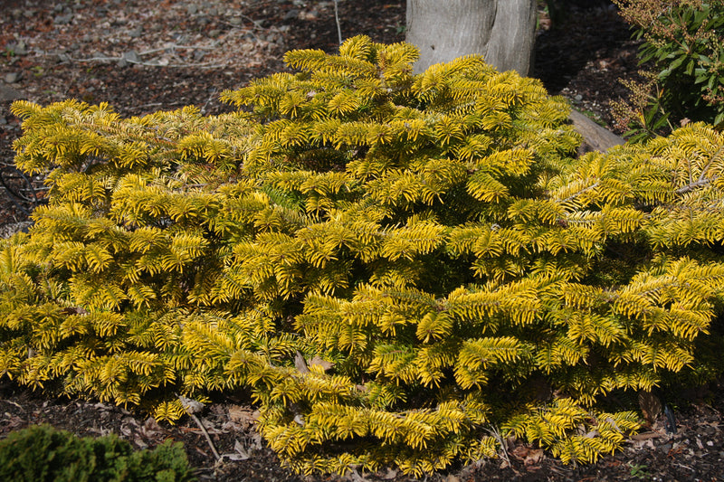 Abies nordmaniana 'Golden Spreader' Golden Nordmann Fir