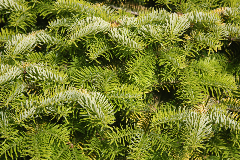 Abies nordmaniana 'Golden Spreader' Golden Nordmann Fir