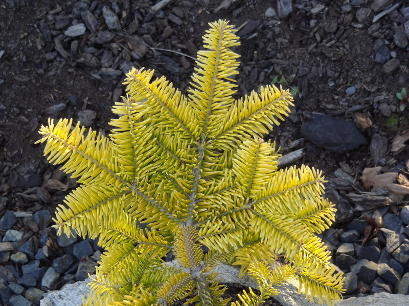 Abies nordmaniana 'Golden Spreader' Golden Nordmann Fir
