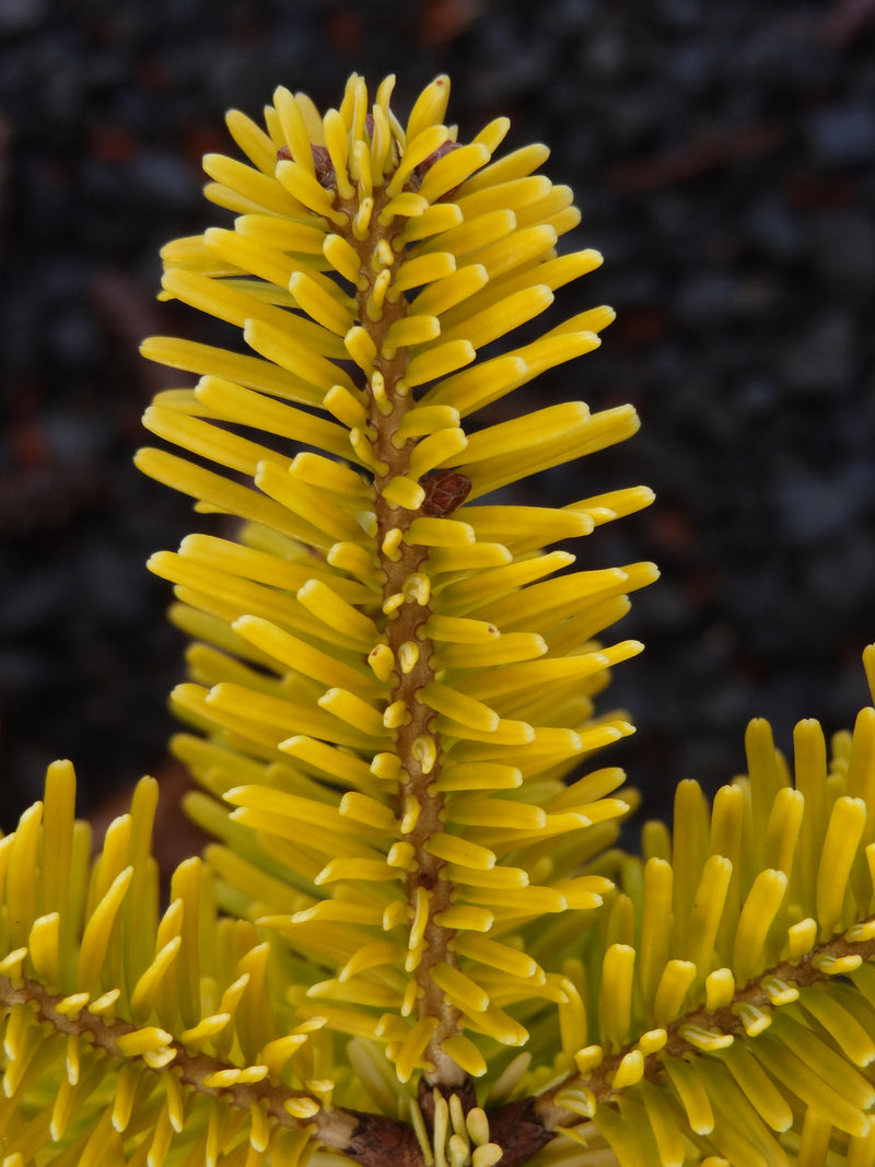Abies nordmaniana 'Golden Spreader' Golden Nordmann Fir