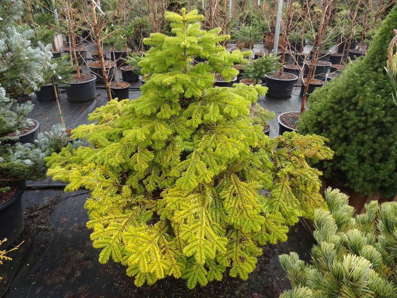 Abies nordmaniana 'Golden Spreader' Golden Nordmann Fir
