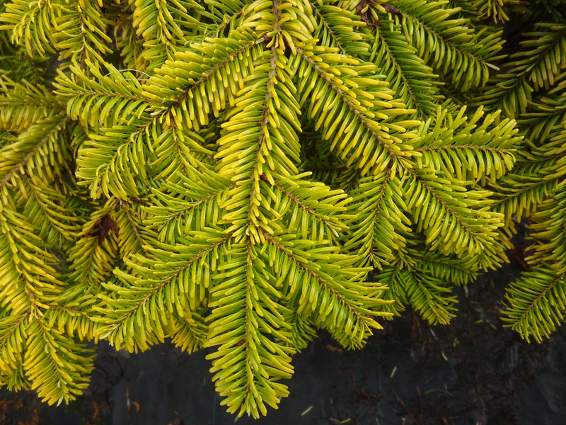 Abies nordmaniana 'Golden Spreader' Golden Nordmann Fir